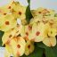 Euphorbia milii "Num Choke" (4)