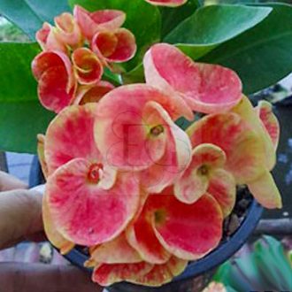 Euphorbia milii "Cristal Heart" (96)