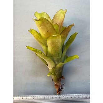 Billbergia Amoena