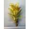 Billbergia Amoena