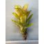 Billbergia Amoena
