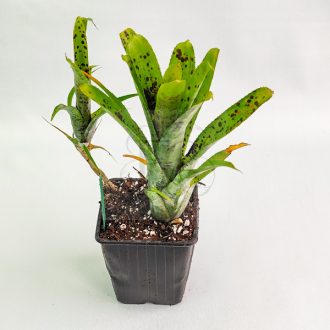 Neoregelia Pauciflora