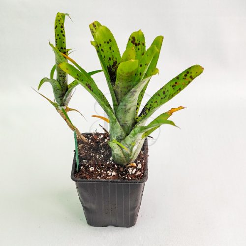 Neoregelia Pauciflora