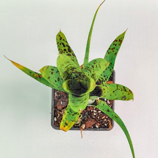 Neoregelia Pauciflora