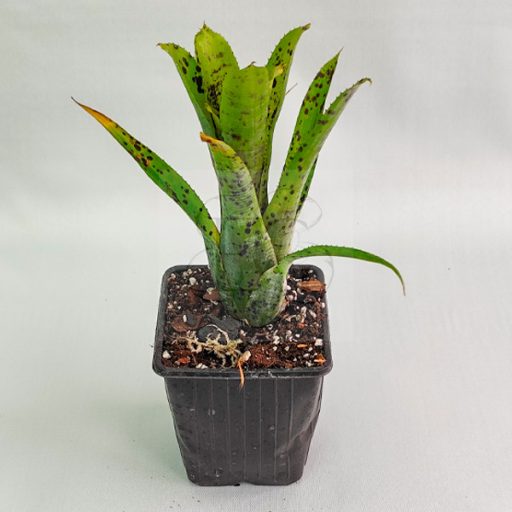 Neoregelia Pauciflora