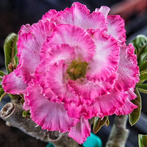 Adenium obesum (S-03)