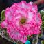 Adenium obesum (S-03)
