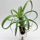 Tillandsia Curly Slim/L