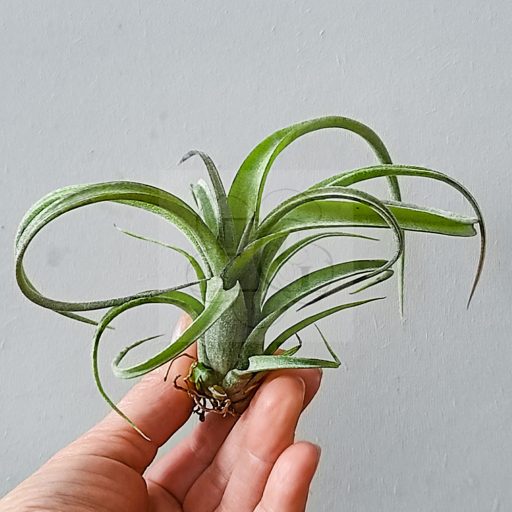 Tillandsia Curly Slim/L