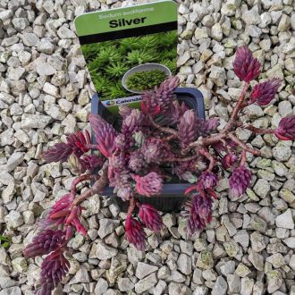 Sedum sediforme-Silver