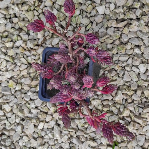 Sedum sediforme-Silver