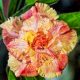 Adenium obesum (S-04)