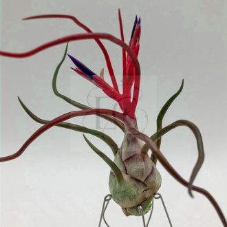 Tillandsia Bulbosa