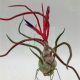 Tillandsia Bulbosa/Virágzó