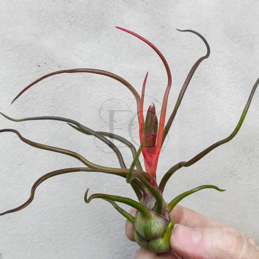 Tillandsia Bulbosa