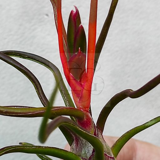 Tillandsia Bulbosa