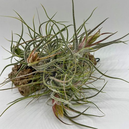 Tillandsia Pruinosa Pulk am Kork