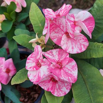 Euphorbia milii "Pink Silk" (65)