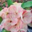 Euphorbia milii "Hybrid" (A32)