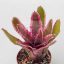 Neoregelia Adventura Blanca 
