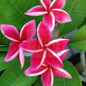 Plumeria rubra "Safari" JJ