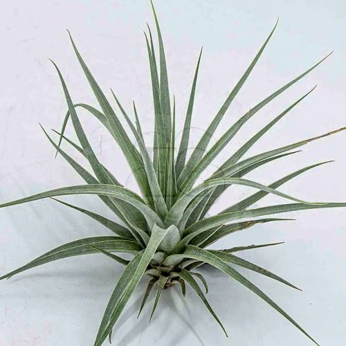 Tillandsia Reileys Best 