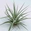 Tillandsia Reileys Best 
