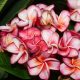 Plumeria rubra "Chompoo Pet aka Pink Diamond"