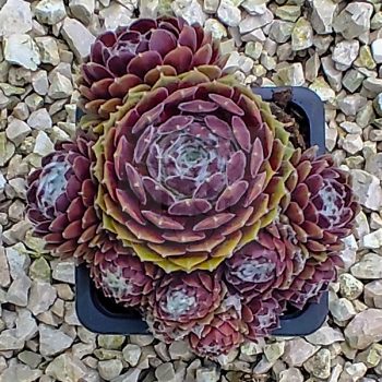 Sempervivum sp.53-Kövirózsa Sempervivum sp.53-Kövirózsa