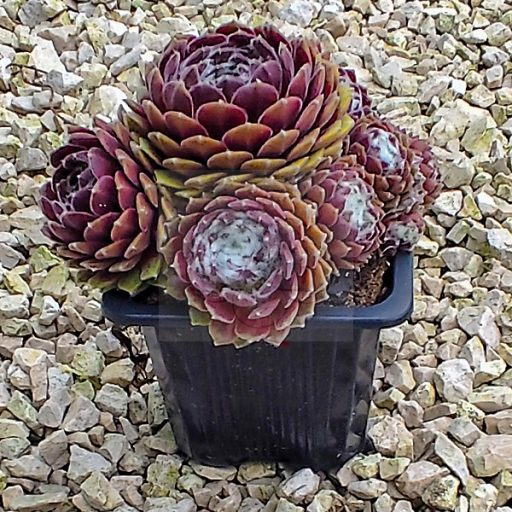 Sempervivum sp.53-Kövirózsa
