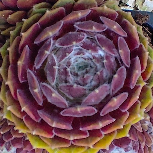 Sempervivum sp.53-Kövirózsa