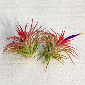 Tillandsia Ionantha var. Huamelula/Piros