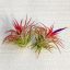 Tillandsia Ionantha var. Huamelula/Piros