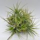 Tillandsia Ionantha var. PULK/L