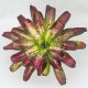 Neoregelia Lorena