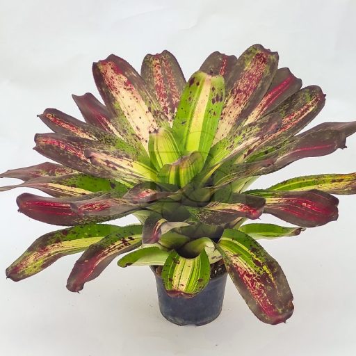 Neoregelia Lorena