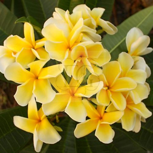 Plumeria rubra "Lueang Suk Dee"