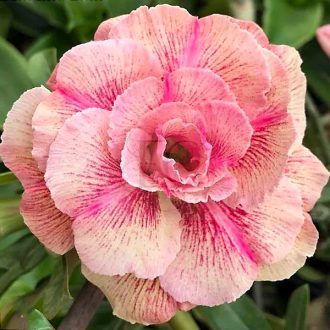 Adenium obesum "Vinh Loc39" (930)