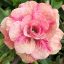 Adenium obesum "Vinh Loc39" (930)