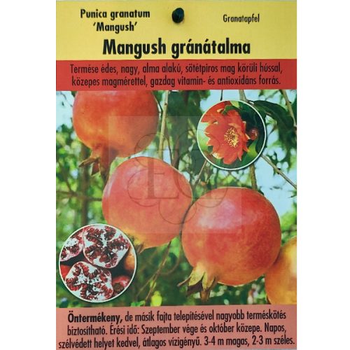Punica granatum "Mangush"-Gránátalma