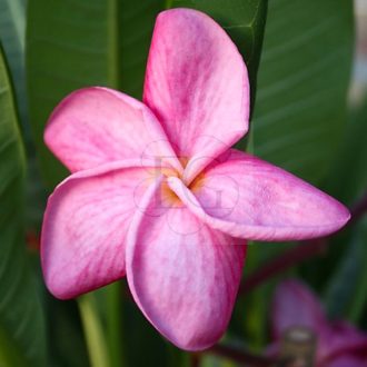Plumeria rubra "Muang Sin " 