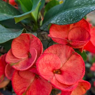 Euphorbia milii "2024-50"
