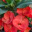 Euphorbia milii "2024-50"