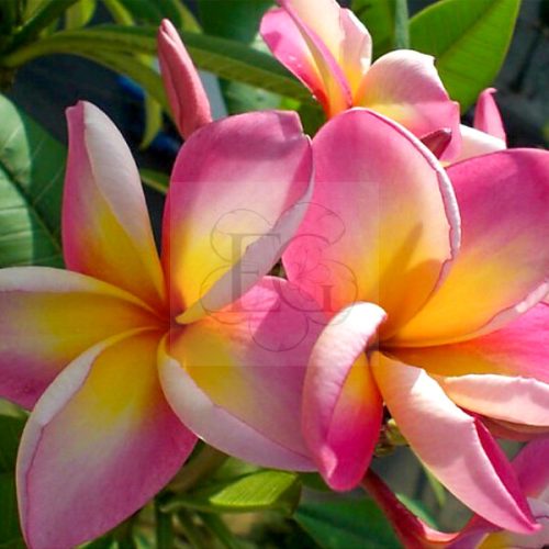 Plumeria rubra "Antonio Butera" 