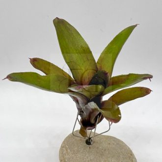 Neoregelia "Mephisto"