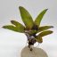Neoregelia "Mephisto"
