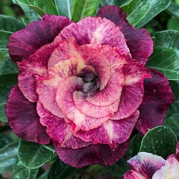 Adenium obesum (TQC11) Adenium obesum (TQC11)