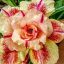Adenium obesum "Tong Hyod" (S)