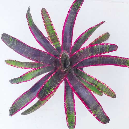 Neoregelia Lucifer/M