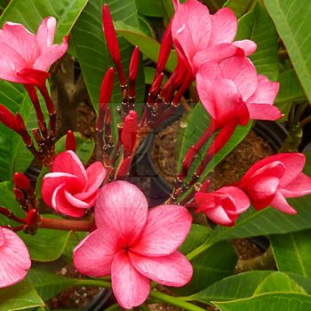 Plumeria rubra "Nevita" Plumeria rubra "Nevita"
